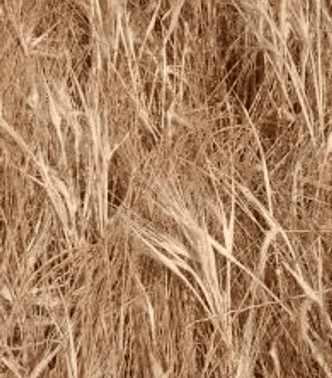 Roundup Herbicida Glifosato X Litro