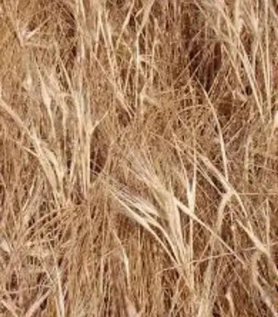 Roundup Herbicida Glifosato X Litro 2