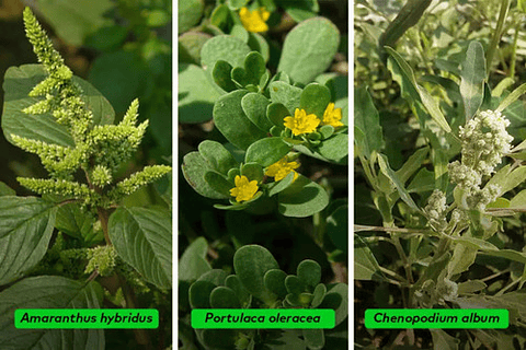 Herbicida Tordon Xl X 4  Litros  Mata Hoja Ancha En Potreros