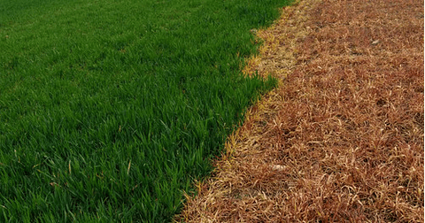 Destierro Glufosinato De Amonio  200 Sl  X Litro