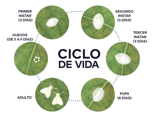 Spider Invesax 250 Cc  Imidacloprid + Lambdaciha  Insectos 7