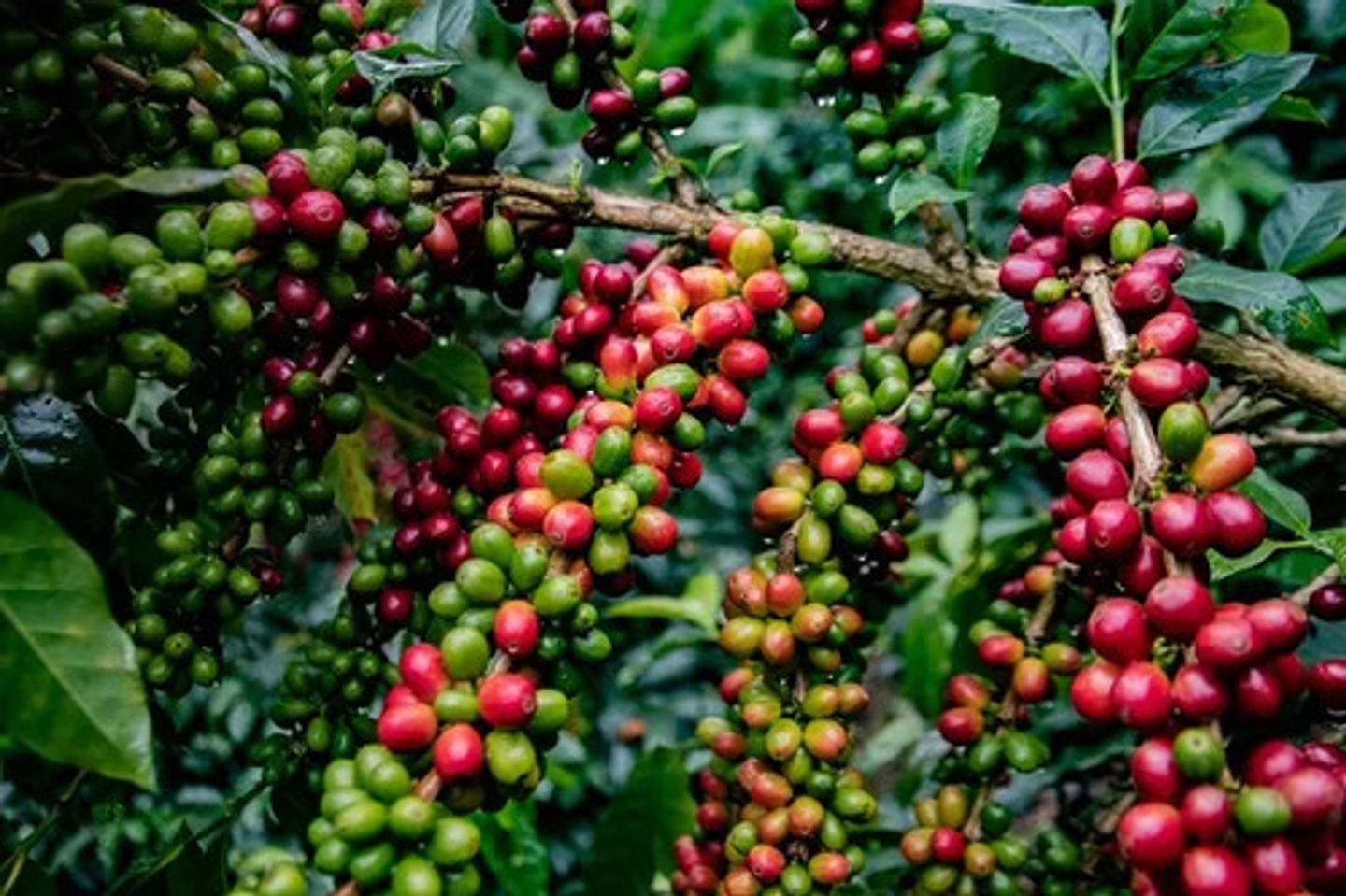 Fertilizante Producción Remital Yara 17-6-18-2 X 1 Kg Granel 6