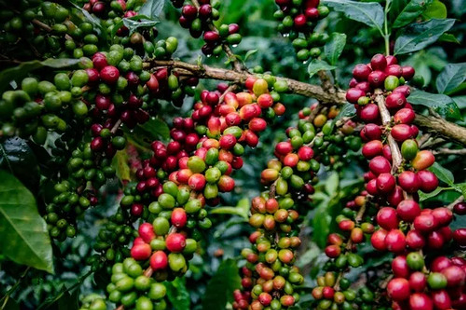 Fertilizante Producción Remital Yara 17-6-18-2 X 10 Kg Grane 5