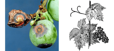 Praga Interox X Litro  Pyrimethanil  Manchas Foliares