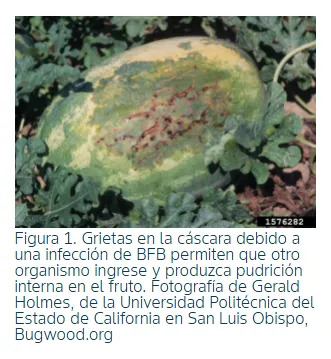 Praga - Fungicida Especialista en Manchas Foliares | 1 Litro | Interoc | Agrosamario 3