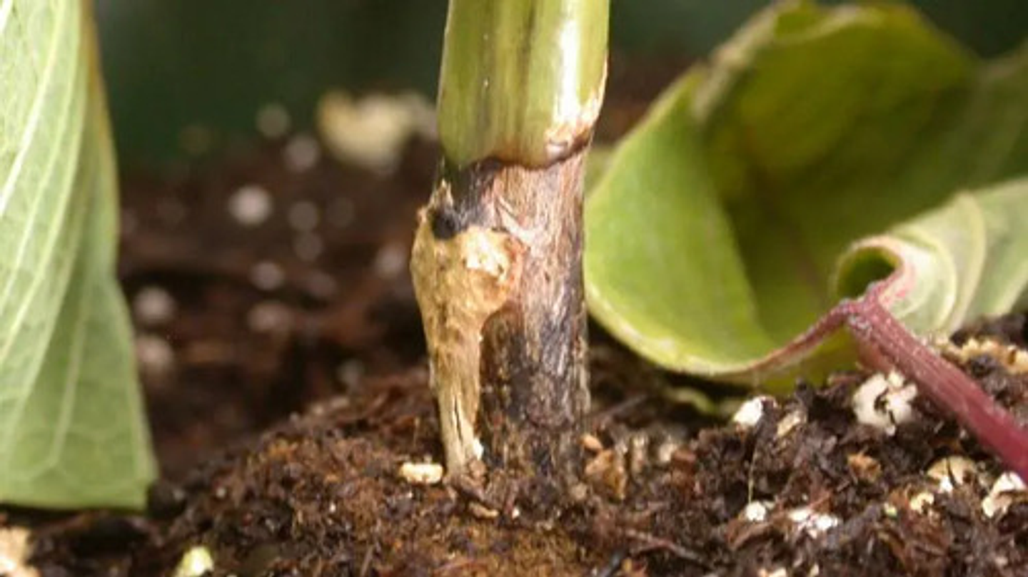 Benomyl 500  Wp  X Kilo 6