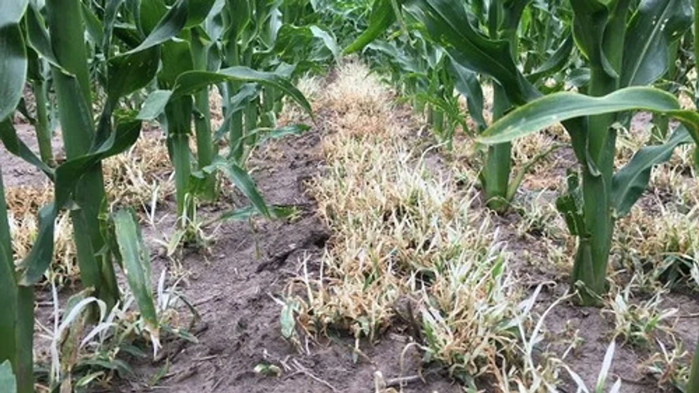 Atrazina 80wg  Control Malezas En Maíz Y Caña Invesa Kilo 3