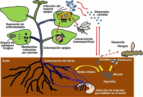 Bioestimulante Atp Up - 1 Litro Para Cultivos Innovak