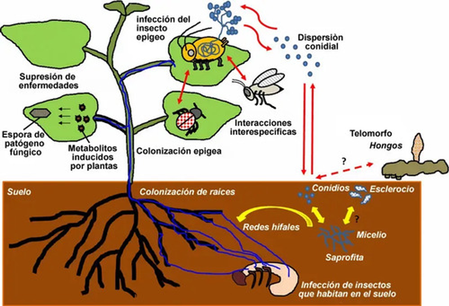 Bioestimulante Atp Up - 1 Litro Para Cultivos Innovak 2