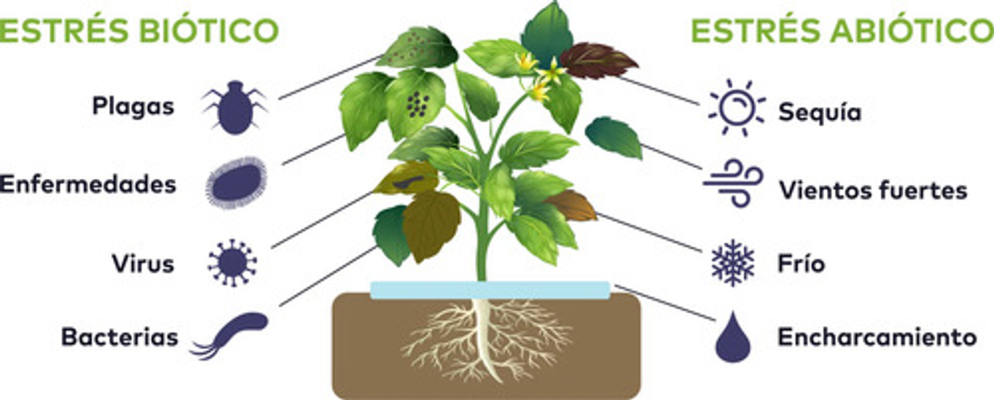 Bioestimulante Atp Up - 1 Litro Para Cultivos Innovak 3