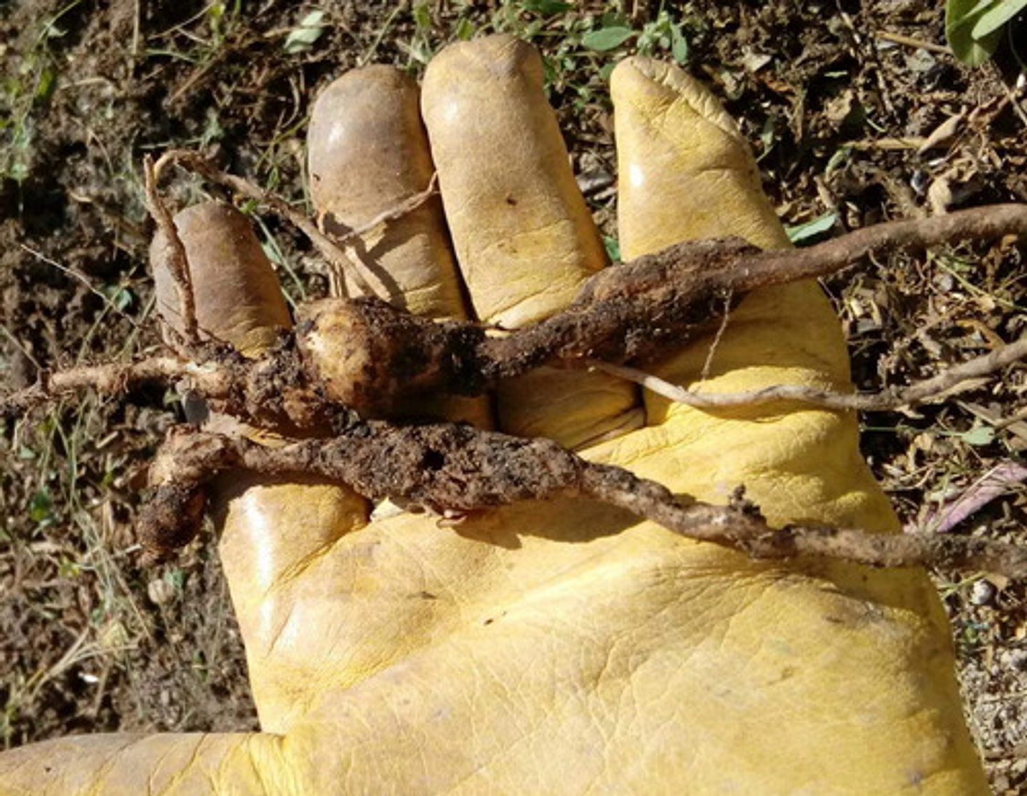 Nemaroot Wp  Nematicida Biologico X Kilo  Paecilomyces 3