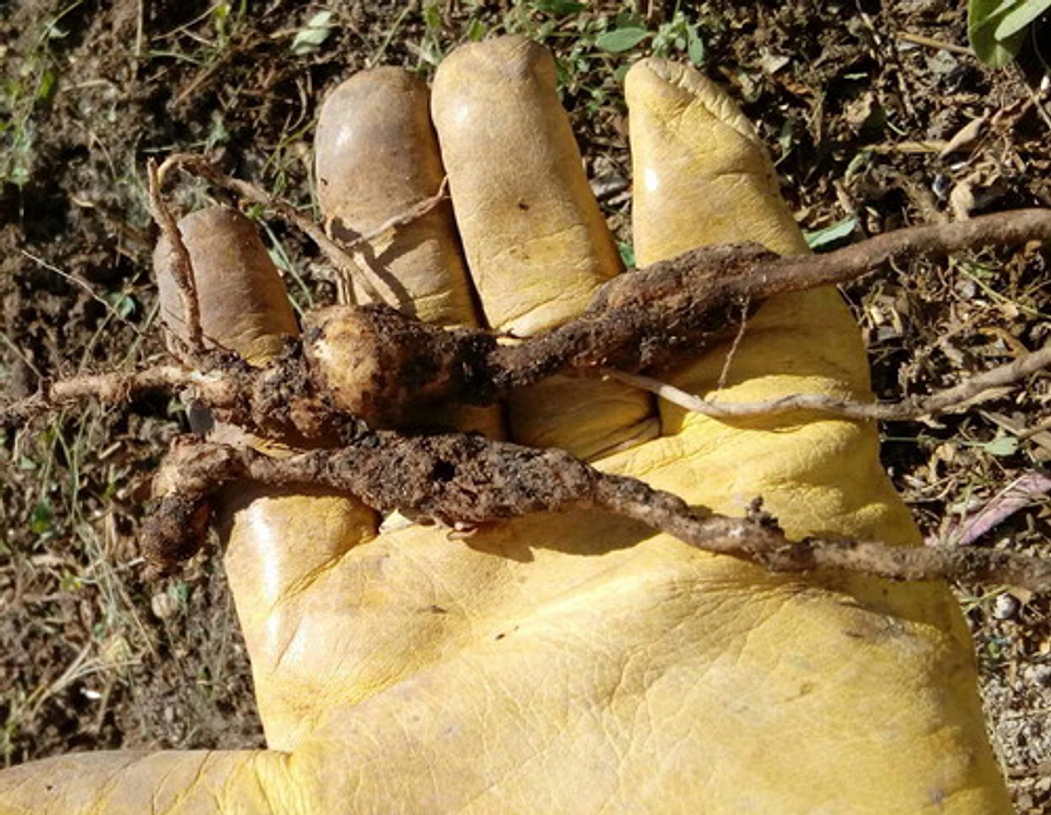 Nemaroot Wp  Nematicida Biologico X Kilo  Paecilomyces 3