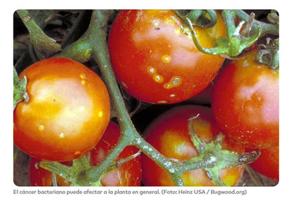 Quantum X 1 Litro  Interoc Difenoconazole+pyraclostrobin 7