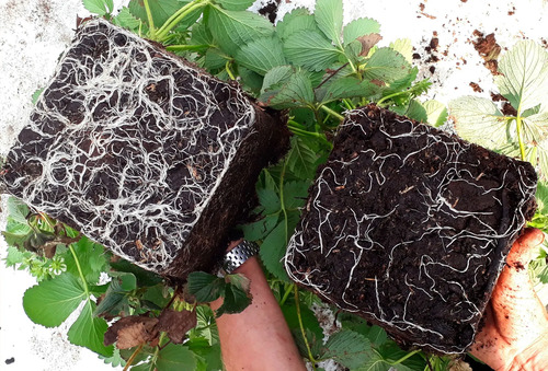 Radigrow Fertilizante Enraizante  Jardin-cultivios  X Litro 2