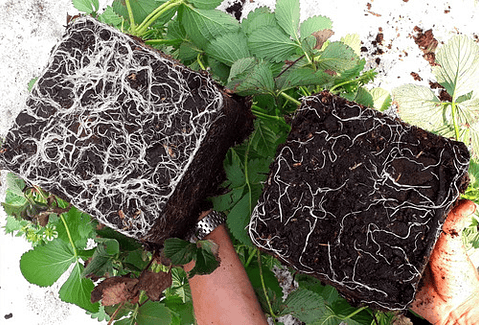 Radigrow Fertilizante Enraizante  Jardin-cultivios  X Litro