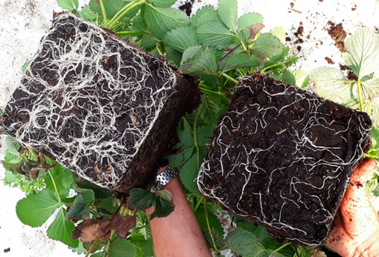 Radigrow Fertilizante Enraizante  Jardin-cultivios  X Litro 2