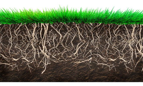 Radigrow Fertilizante Enraizante  Jardin-cultivios  X Litro 3