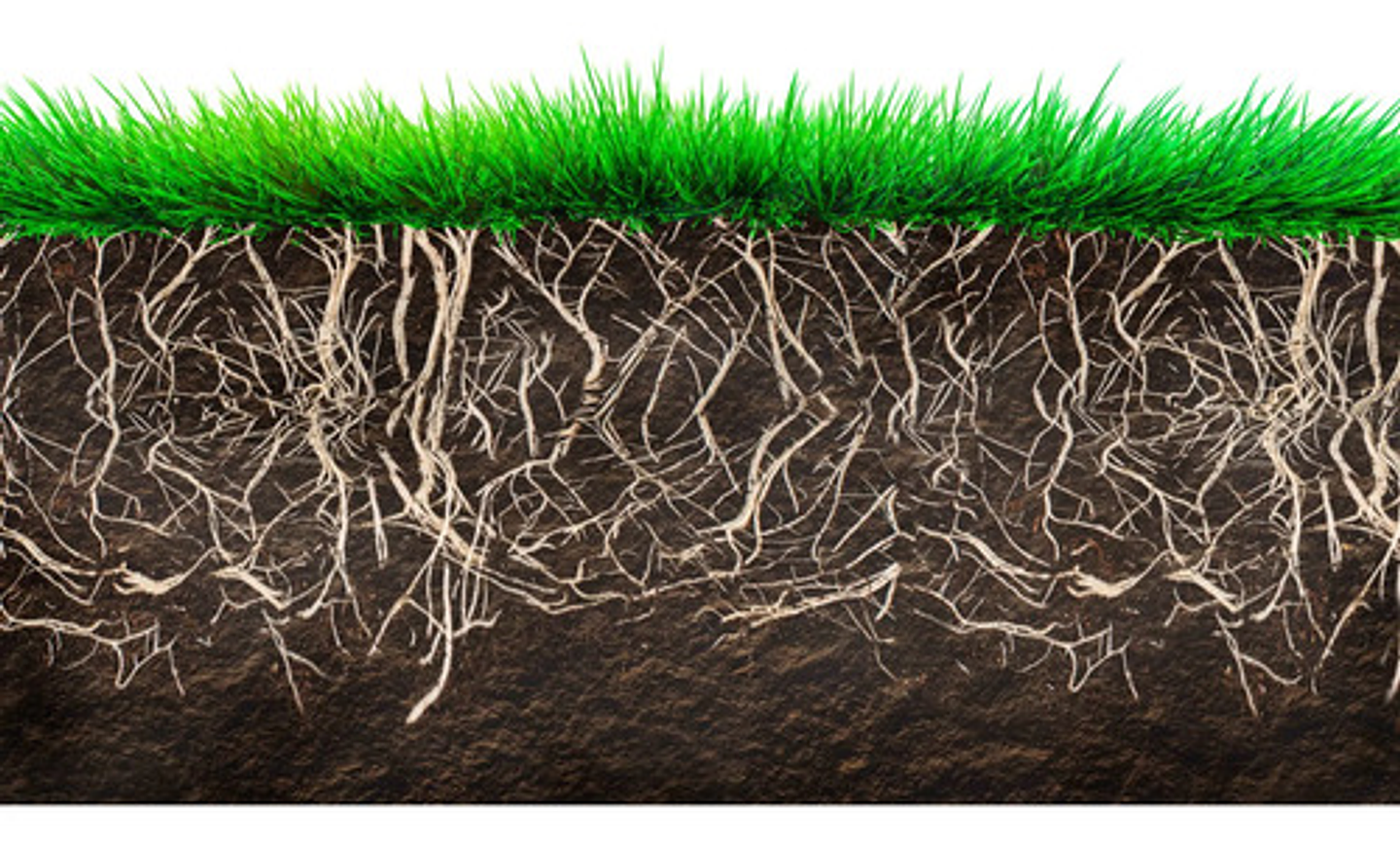 Radigrow Fertilizante Enraizante  Jardin-cultivios  X Litro 3