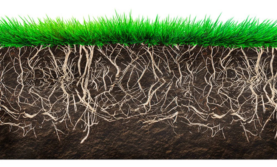 Radigrow Fertilizante Enraizante  Jardin-cultivios  X Litro 3