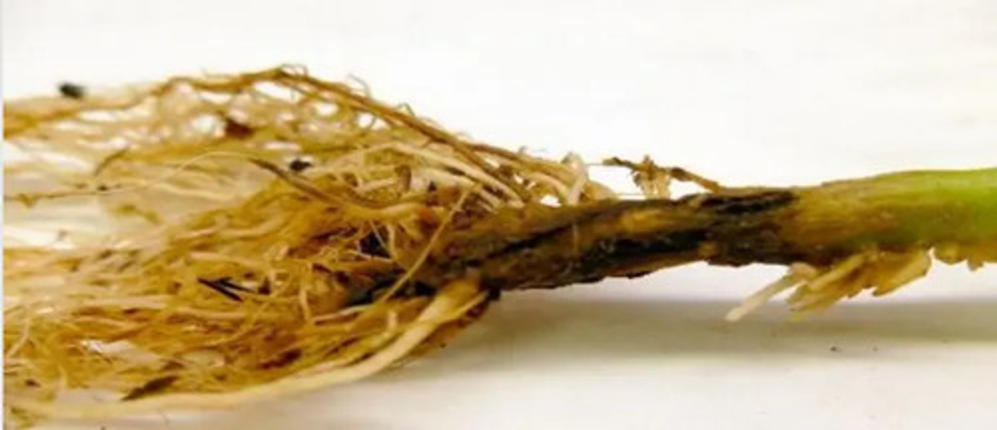 Daconil 720 Sc Control De Hongos X Litro Syngenta 3