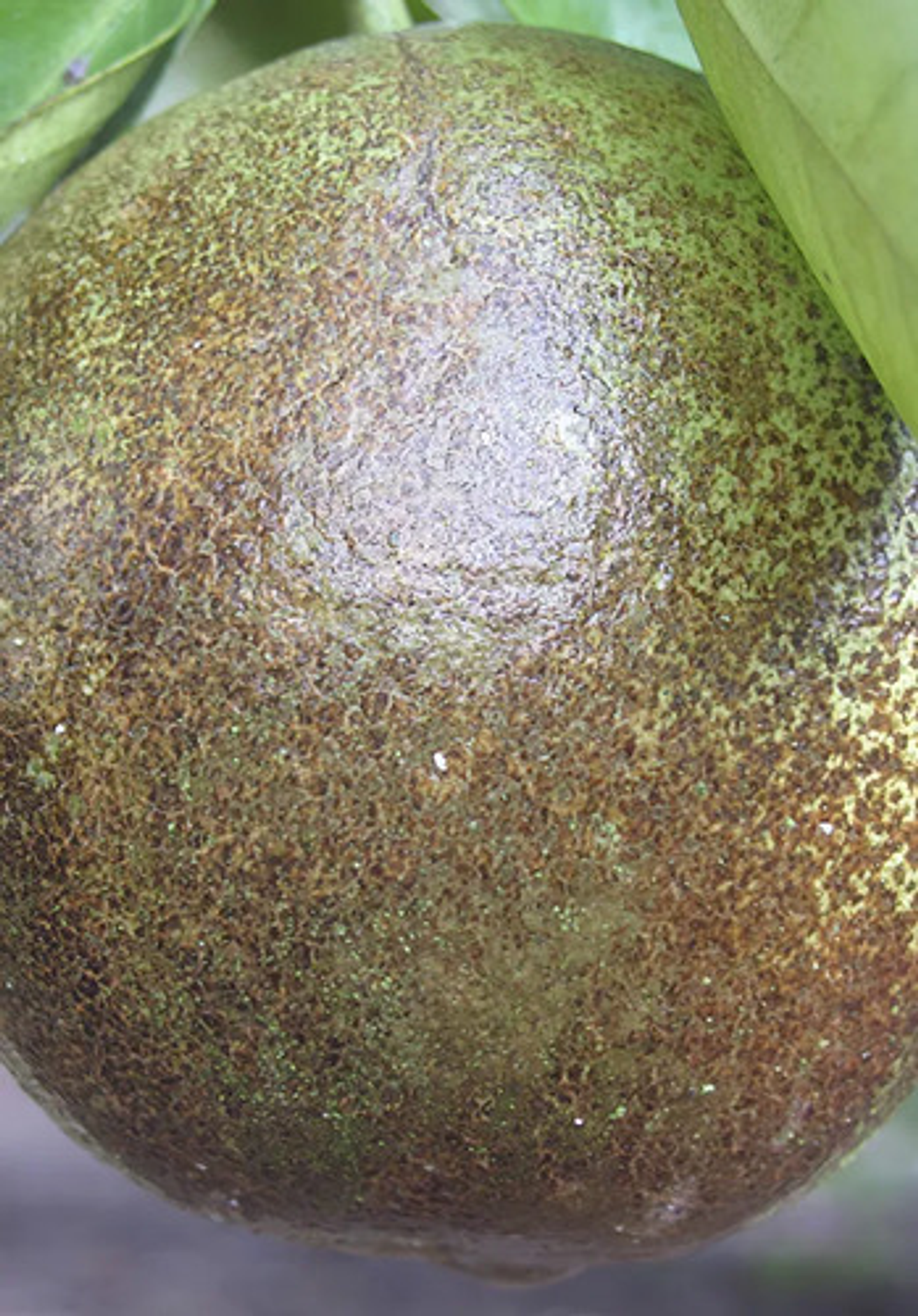 Spiral  X  Litro Spirodiclofen  Acaros Cultivos 4