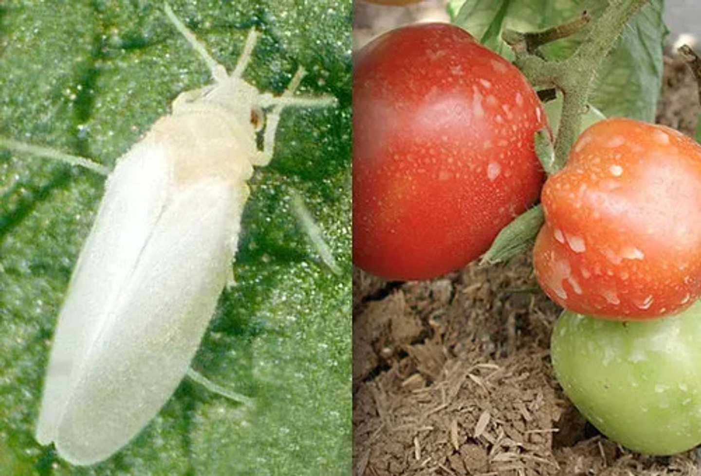 Zosma X Kilo  Interoc Dinotefuran   Cultivos 2