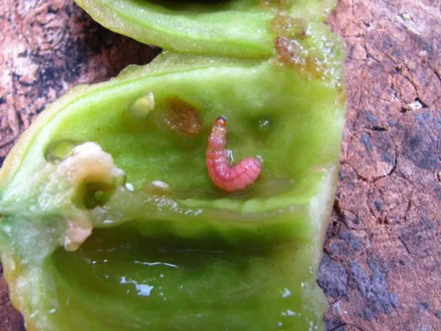 Zosma X Kilo  Interoc Dinotefuran   Cultivos 4