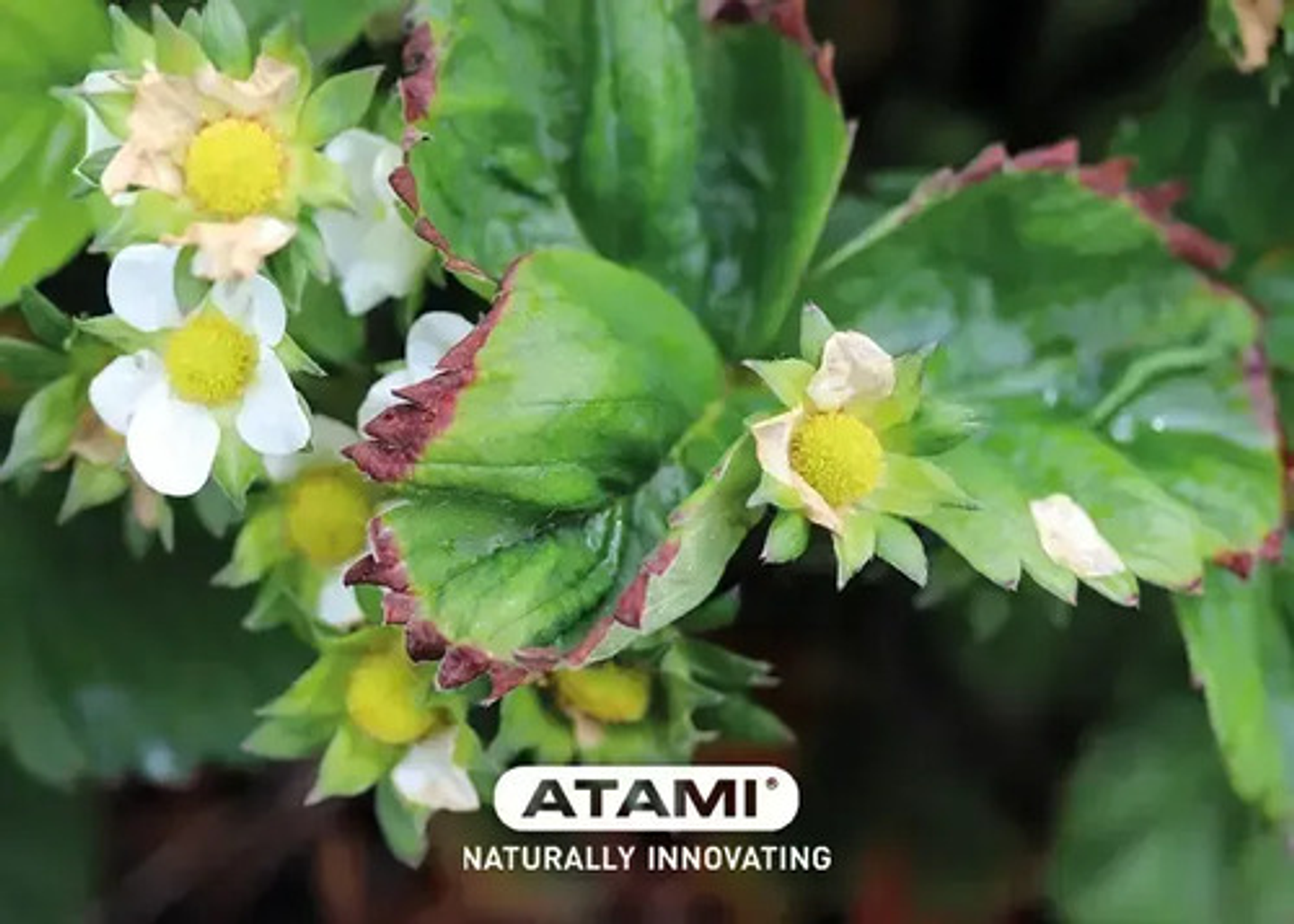 Fertilizante  Plantas Calcio Vit + Magnesio+ Boro X Litro 4