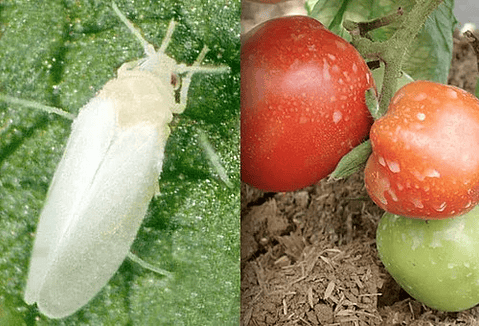 Actup X 500 Gr Thiamethoxam   Interoc Insectos