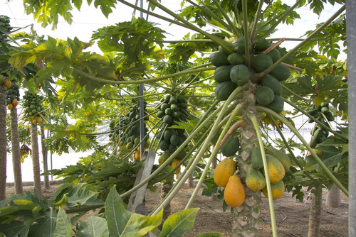 Novaplant Ca-Boro-Zinc | Nutrición Foliar Interoc x 1 Litro  l Agrosamario  2