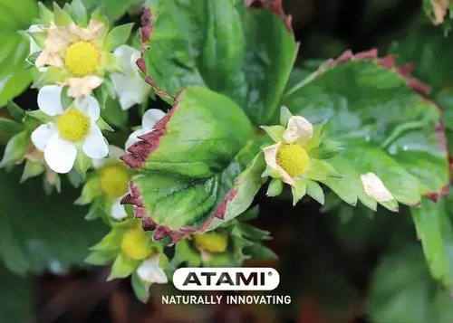 Novaplant Ca-Boro-Zinc | Nutrición Foliar Interoc x 1 Litro  l Agrosamario  3