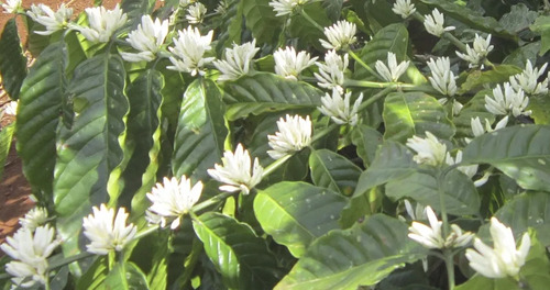 Novaplant Ca-Boro-Zinc | Nutrición Foliar Interoc x 1 Litro  l Agrosamario  4
