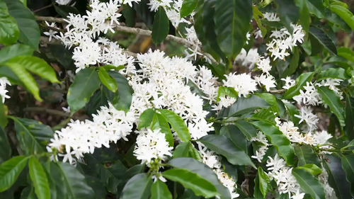 Novaplant Ca-Boro-Zinc | Nutrición Foliar Interoc x 1 Litro  l Agrosamario  5