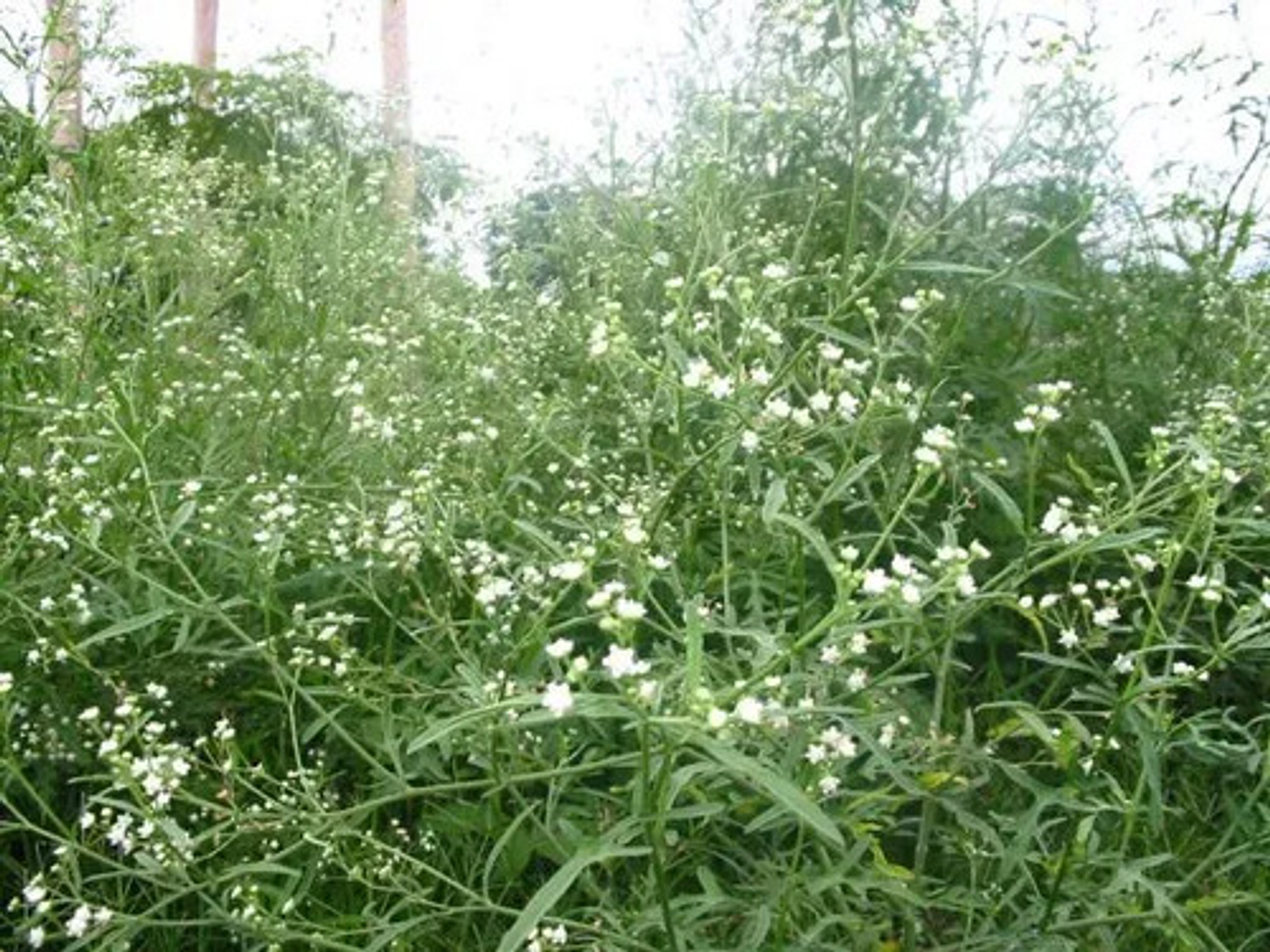 Destierro Herbicida Glufosinato De Amonio Maleza X 4  Litros 4