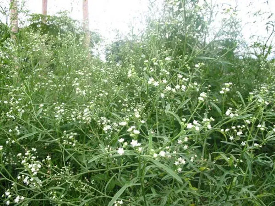 Destierro Herbicida Glufosinato De Amonio Maleza X 4  Litros 4