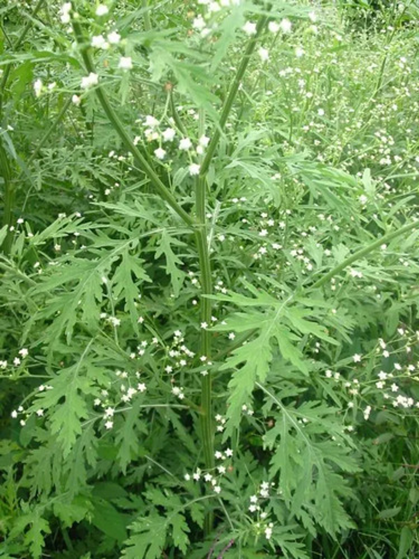 Destierro Herbicida Glufosinato De Amonio Maleza X 4  Litros 5