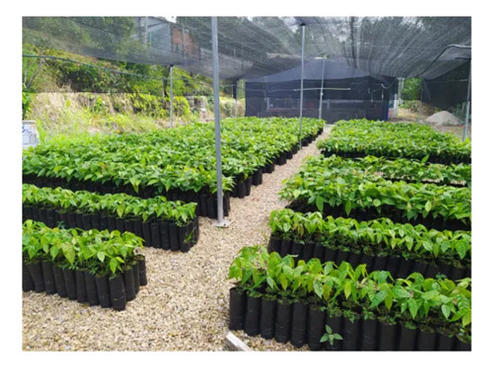 Bolsa Para Vivero Semillero Cacao 9 X 30 Cm 100 Unidades 6