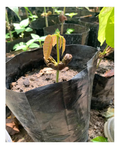 Bolsa Para Vivero Especial Cacao 9cm x 30cm | 100 Unidades | Agrosamario 8