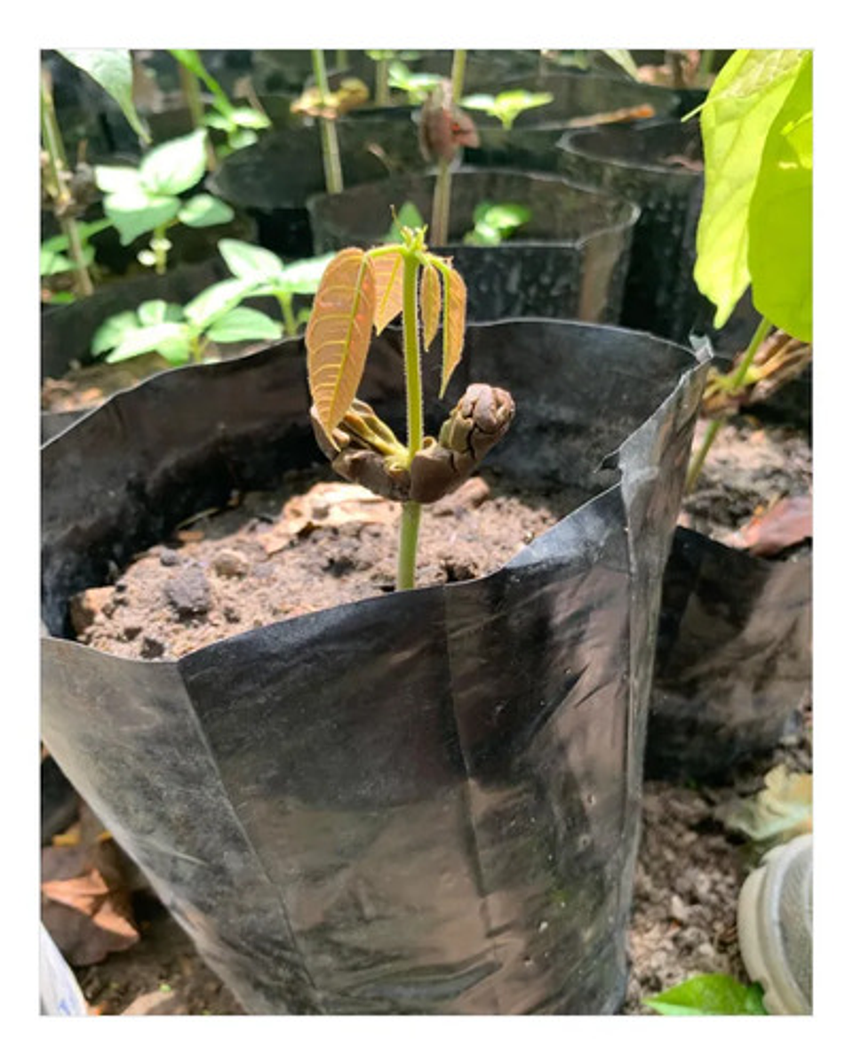 Bolsa Para Vivero Semillero Cacao 9 X 30 Cm 100 Unidades 8