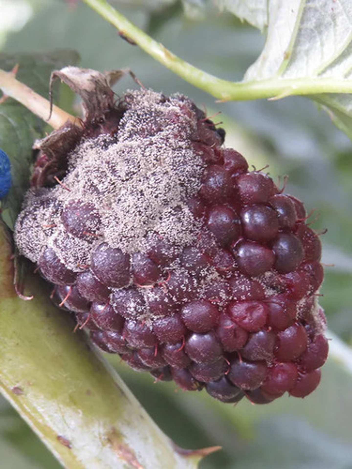 Botrilex Interoc X 250 Cc Pyrimethanil+thiram Botrytis Plant 7