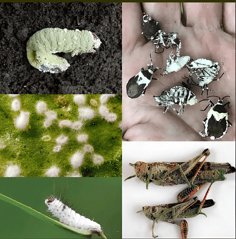 Safermix Wp X Libra Biologico