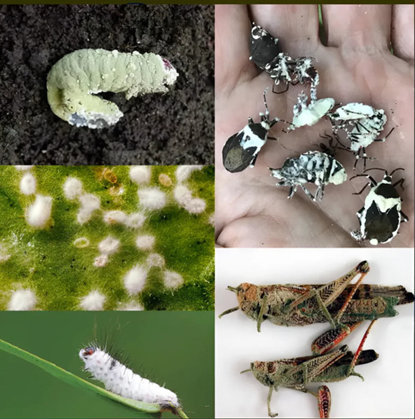 Safermix Wp X Libra Biologico 2