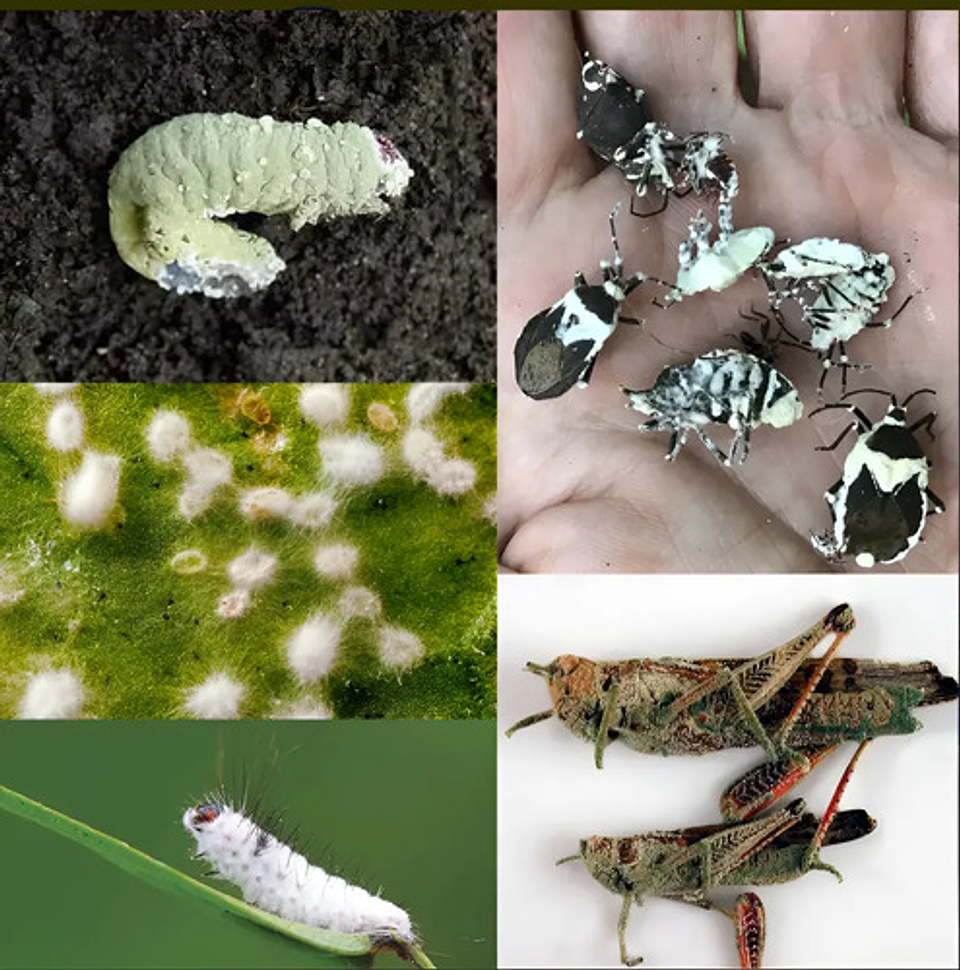 Safermix Wp X Libra Biologico 2