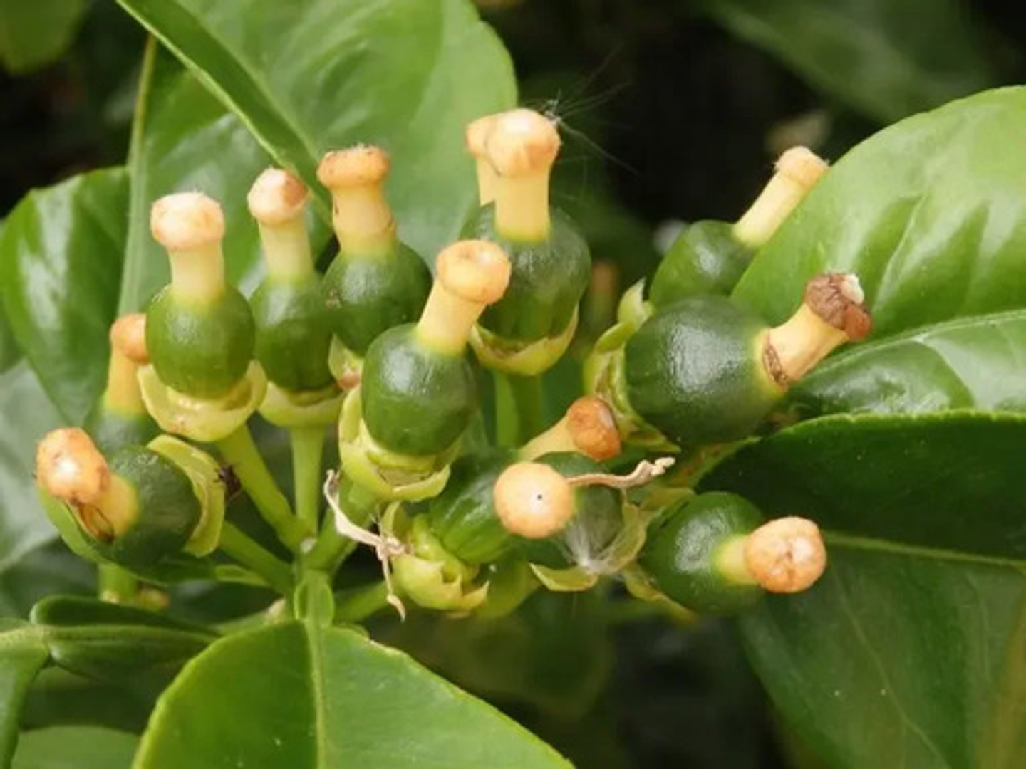 Alganova X 500 Gr Algasmarinas Cultivos  Interoc 2