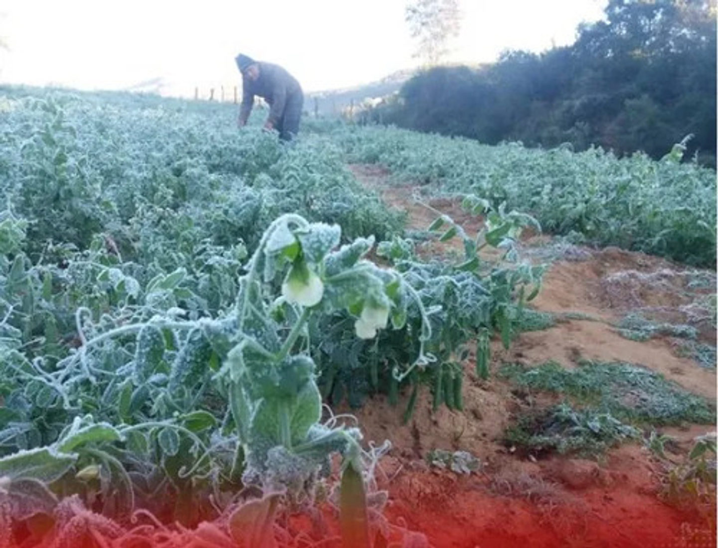 Alganova X 500 Gr Algasmarinas Cultivos  Interoc 3