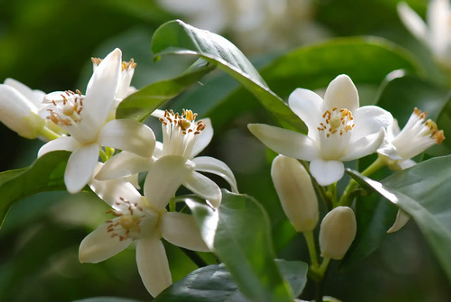 Alganova X 500 Gr Algasmarinas Cultivos  Interoc 4