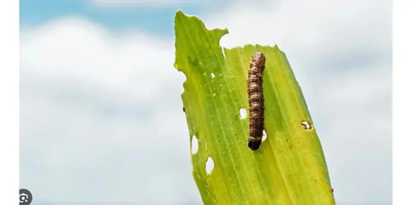 Gruya 247 SC (Thiametoxam + Lambdacyhalotrina)  (250 Ml - Litro)  | Agrosamario 3