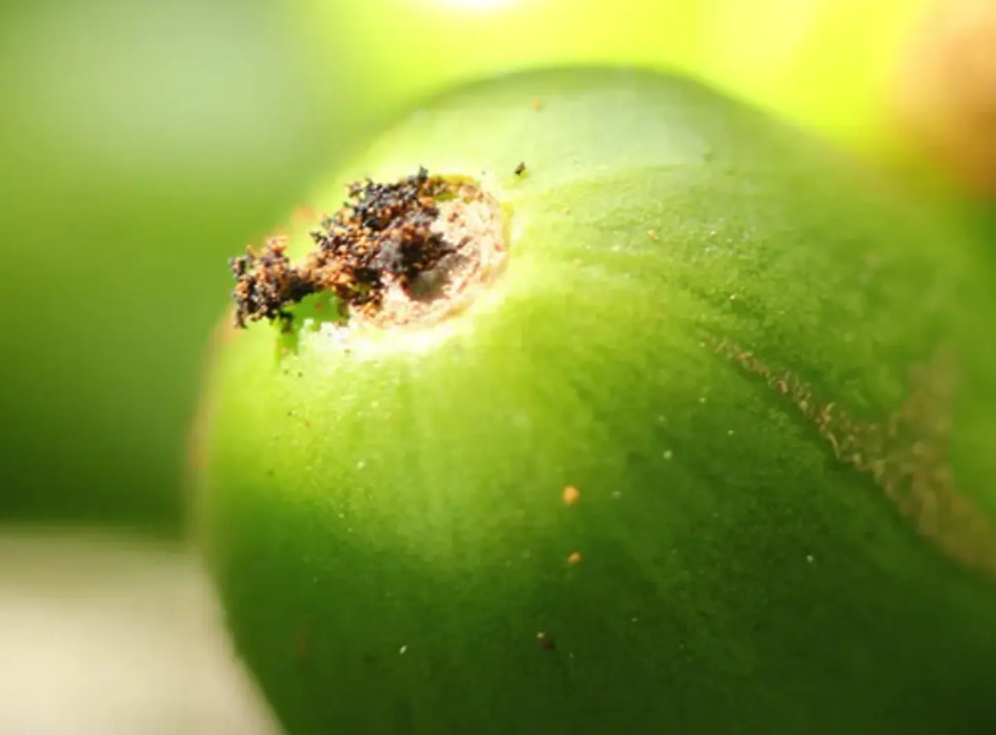 Gruya 247 SC (Thiametoxam + Lambdacyhalotrina)  (250 Ml - Litro)  | Agrosamario 5