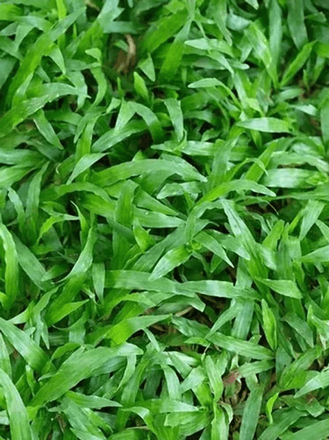 Follaje  Liquido X 240 Ml Forza Jardin Hoja