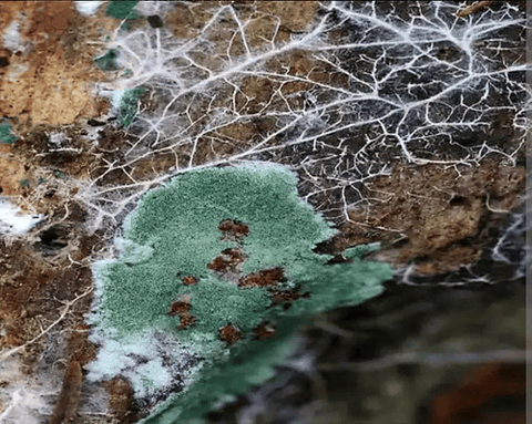 Antagon® Wp Trichoderma Harzianum -fusarium X Kilo Biologico